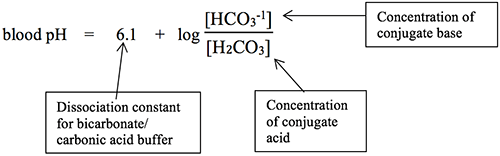
							
								The Henderson Hasselbalch formula. Blood pH = 6.1 (dissociation constant for bicarbonate/carbonic acid buffer) plus the log of the ratio of HCO3 -1 (concentration of conjugate base) to H2CO3 (concentration of conjugate acid). 
							
							